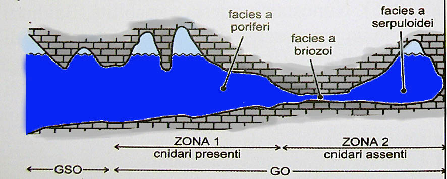 Ascidia in cerca di nome!